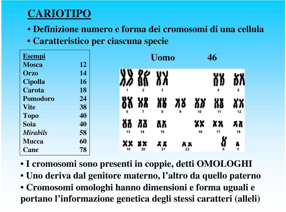 I cromosomi sono presenti in coppie, detti OMOLOGHI Uno deriva dal genitore materno, l altro da quello paterno