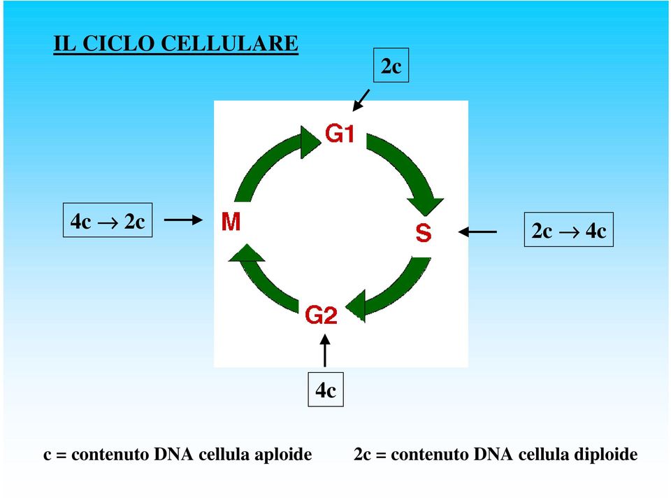 DNA cellula aploide 2c =