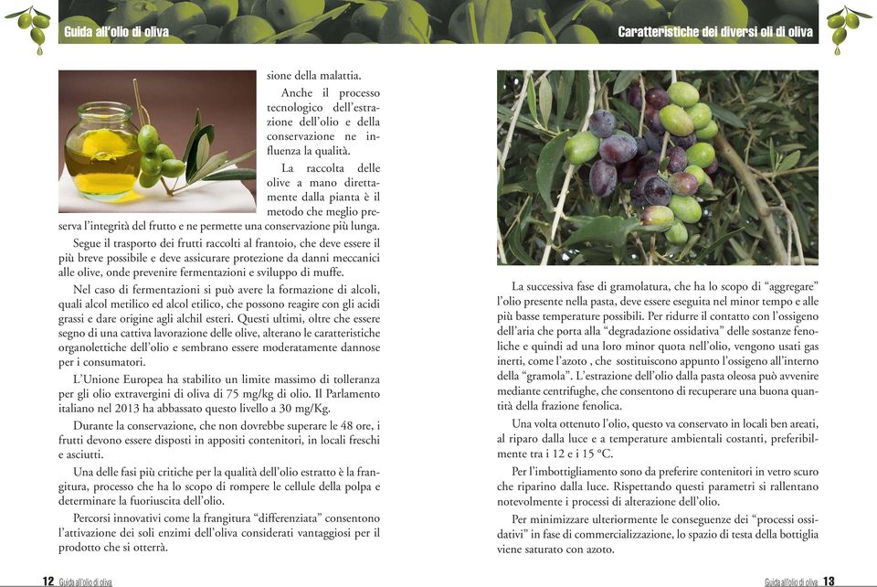 Segue il trasporto dei frutti raccolti al frantoio, che deve essere il più breve possibile e deve assicurare protezione da danni meccanici alle olive, onde prevenire fermentazioni e sviluppo di muffe.