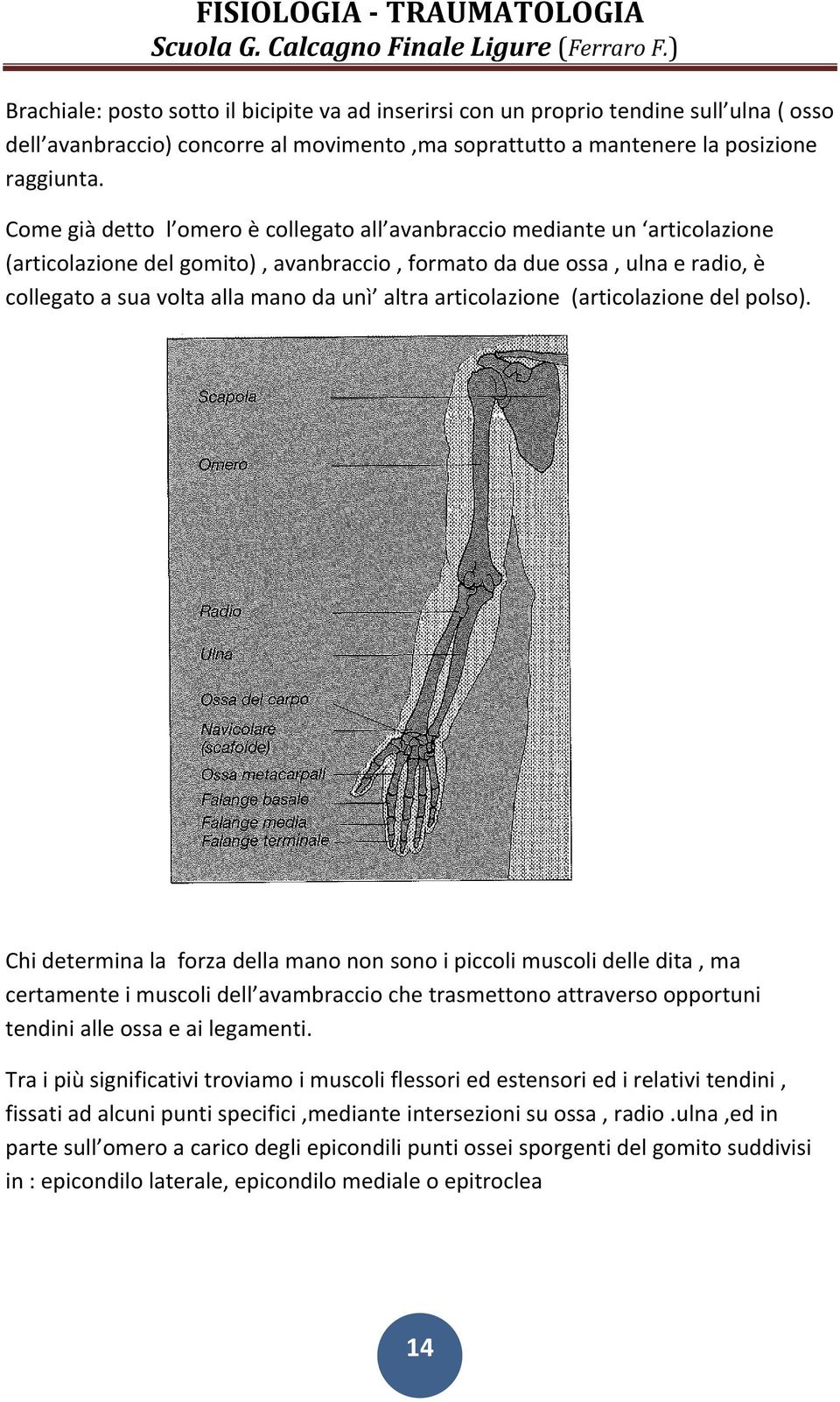 articolazione (articolazione del polso).