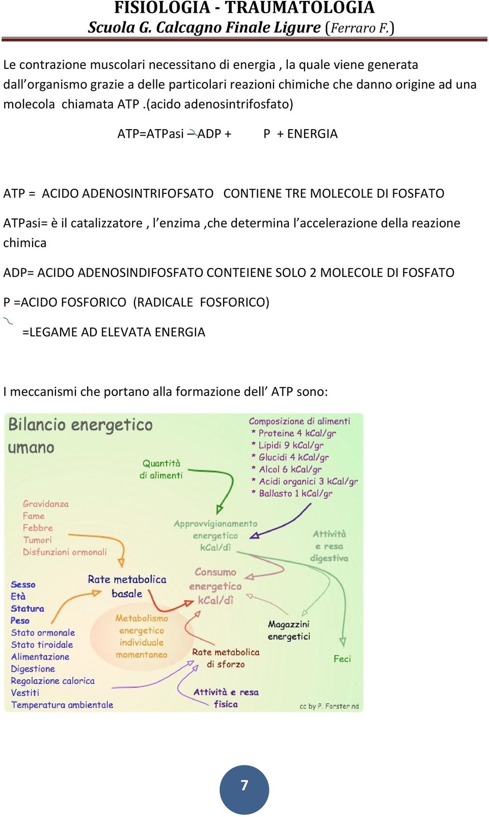 (acido adenosintrifosfato) ATP=ATPasi ADP + P + ENERGIA ATP = ACIDO ADENOSINTRIFOFSATO CONTIENE TRE MOLECOLE DI FOSFATO ATPasi= è il