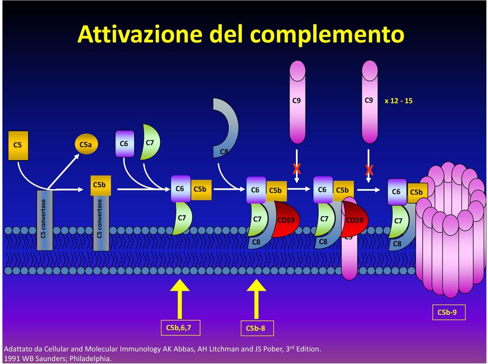 C9 C8 C5b 9 C5b,6,7 C5b 8 Adattato da Cellular and Molecular Immunology AK