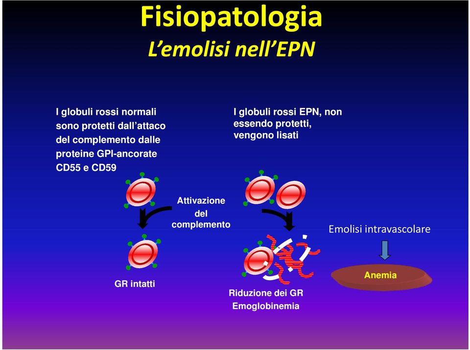 globuli rossi EPN, non essendo protetti, vengono lisati Attivazione del