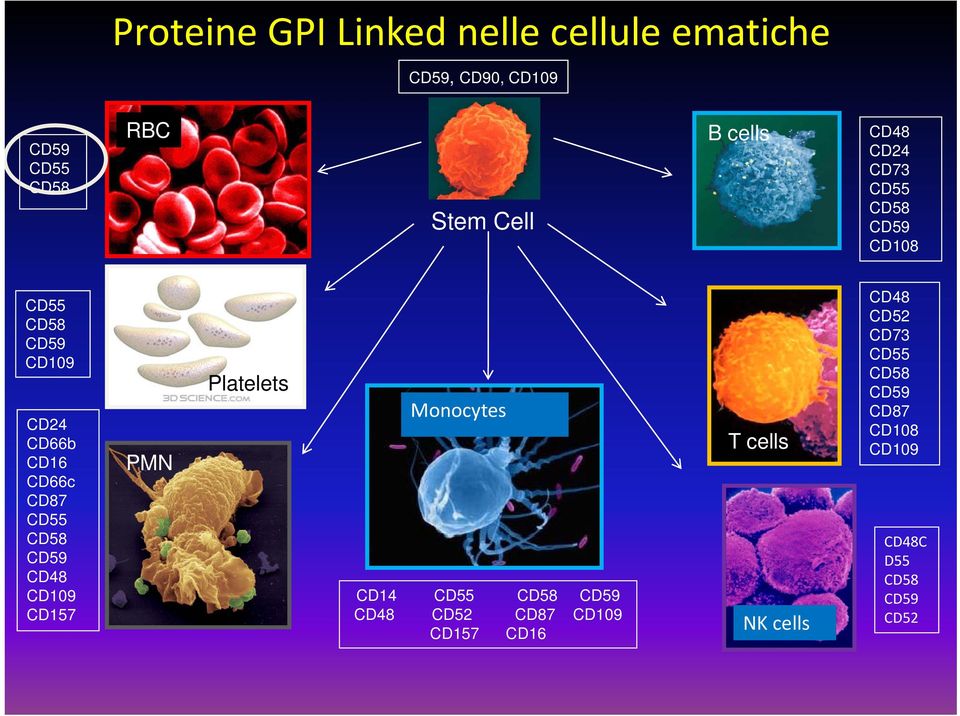 CD58 CD59 CD48 CD109 CD157 PMN Platelets Monocytes CD14 CD55 CD58 CD59 CD48 CD52 CD87 CD109