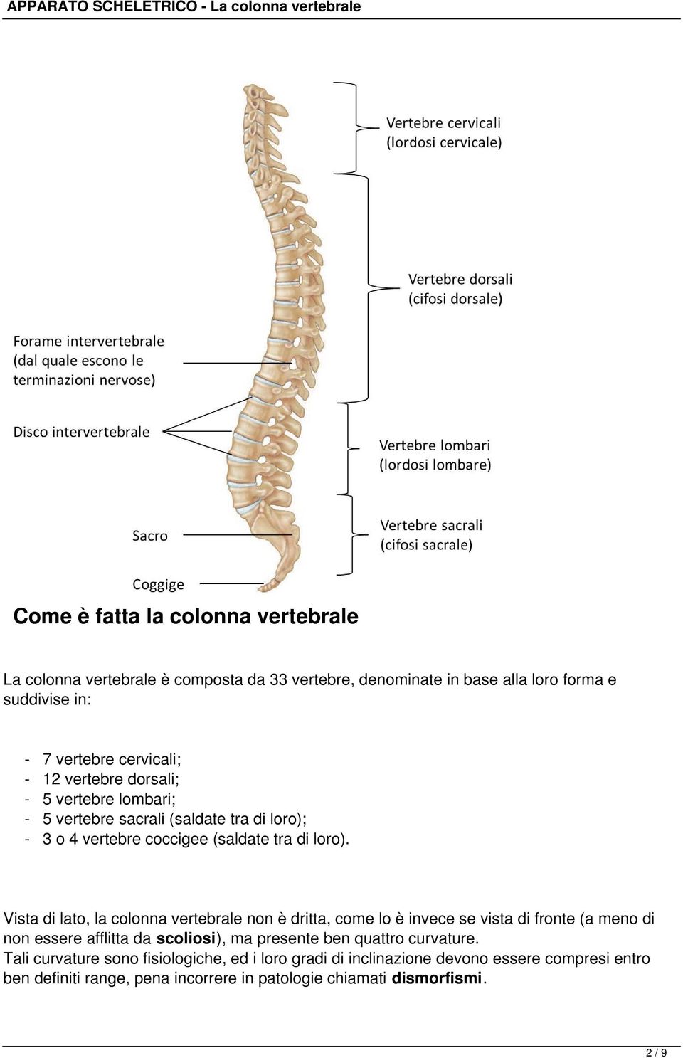 Vista di lato, la colonna vertebrale non è dritta, come lo è invece se vista di fronte (a meno di non essere afflitta da scoliosi), ma presente ben quattro