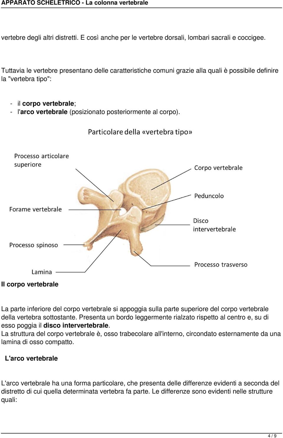 corpo). Il corpo vertebrale La parte inferiore del corpo vertebrale si appoggia sulla parte superiore del corpo vertebrale della vertebra sottostante.