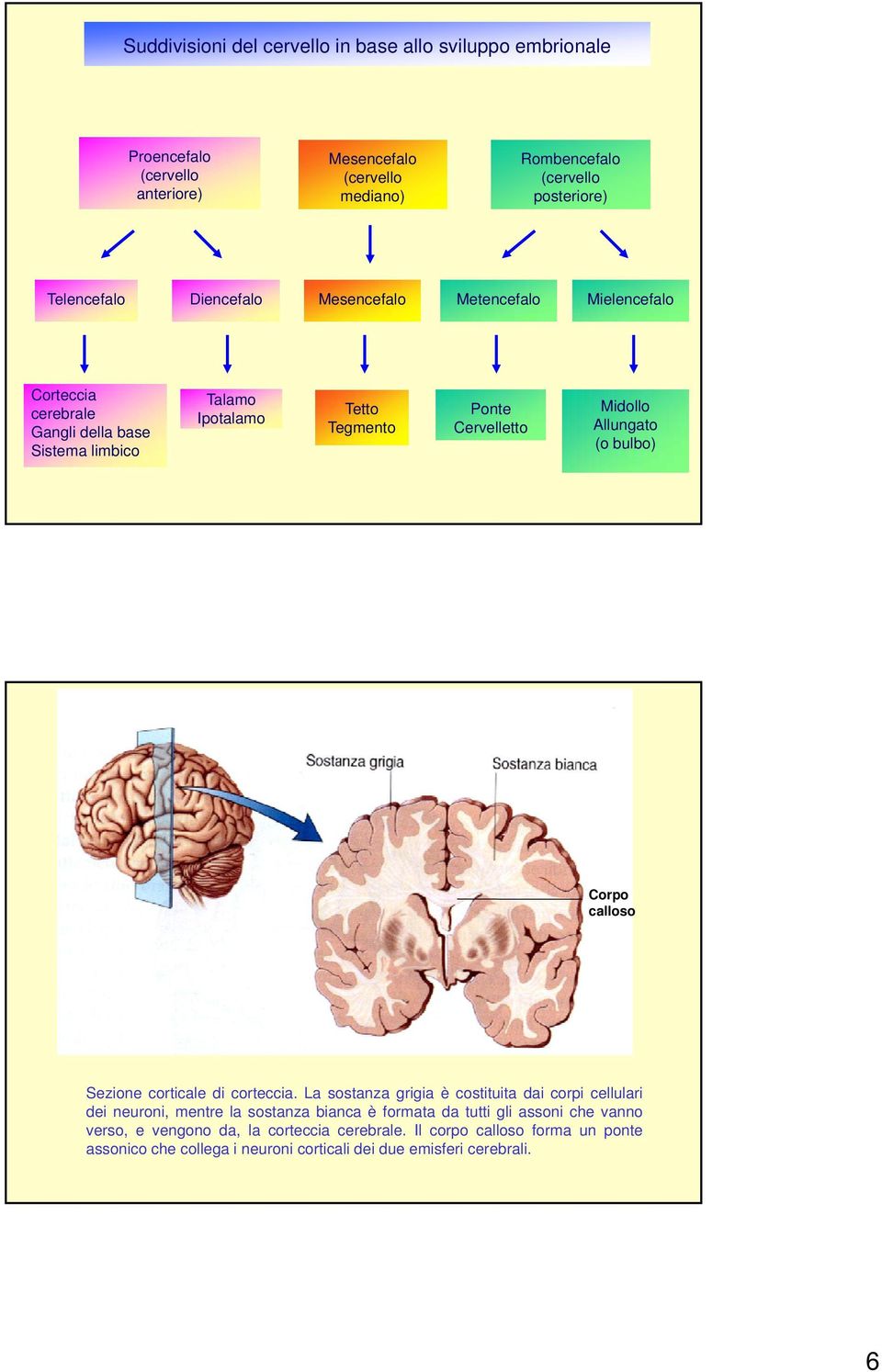 Midollo Allungato (o bulbo) Corpo calloso Sezione corticale di corteccia.