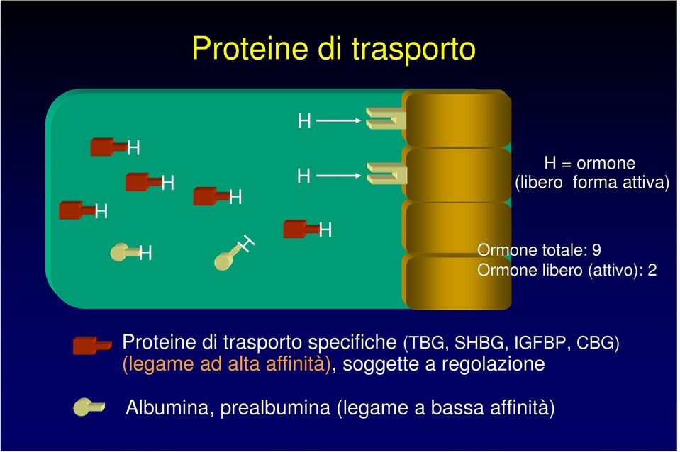 specifiche (TBG, SBG, IGFBP, CBG) (legame ad alta affinità),