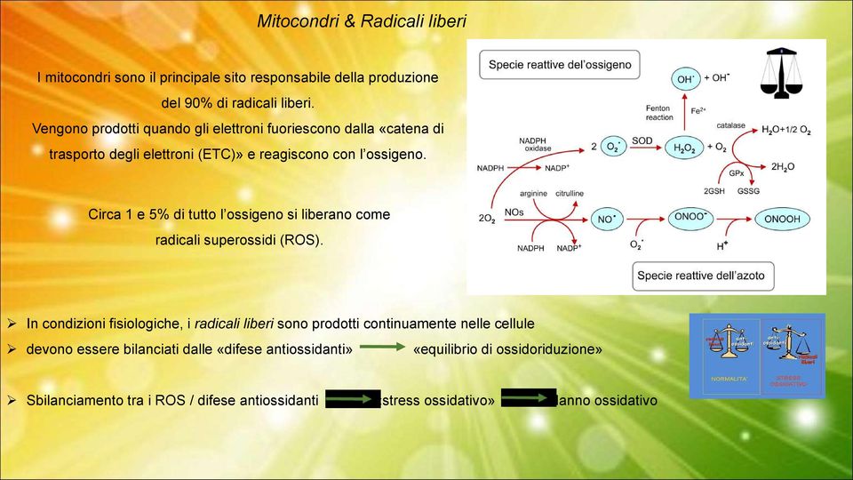 Circa 1 e 5% di tutto l ossigeno si liberano come radicali superossidi (ROS).