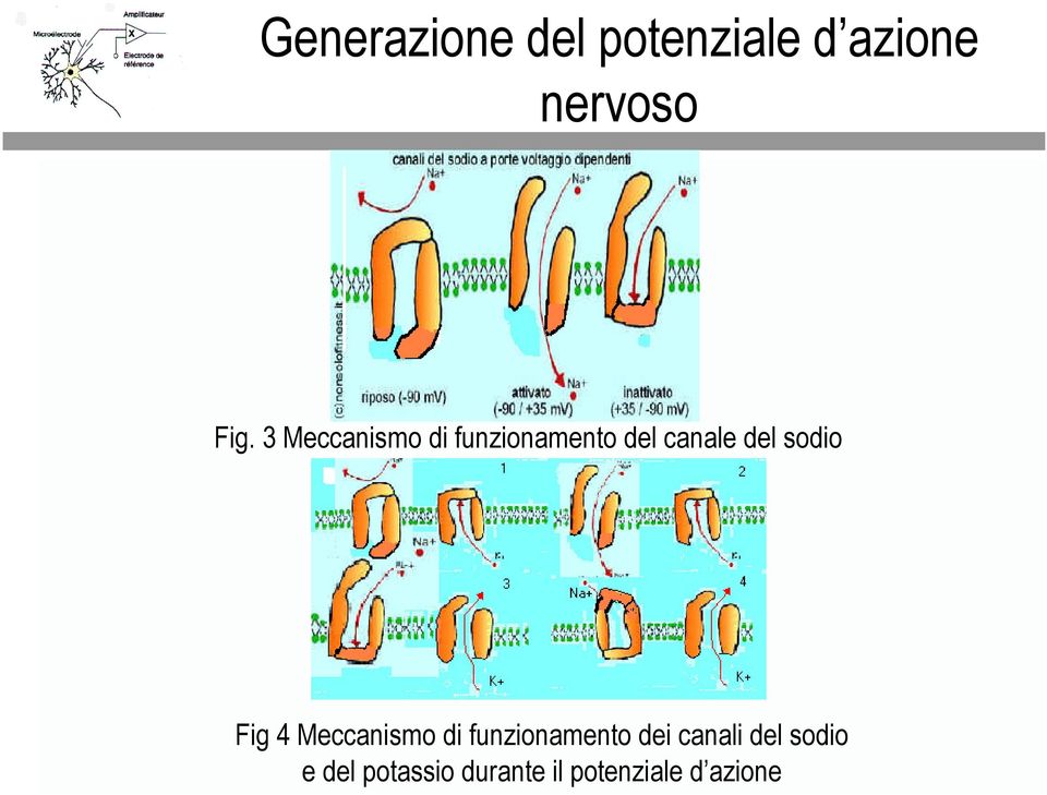 di funzionmento dei cnli del sodio