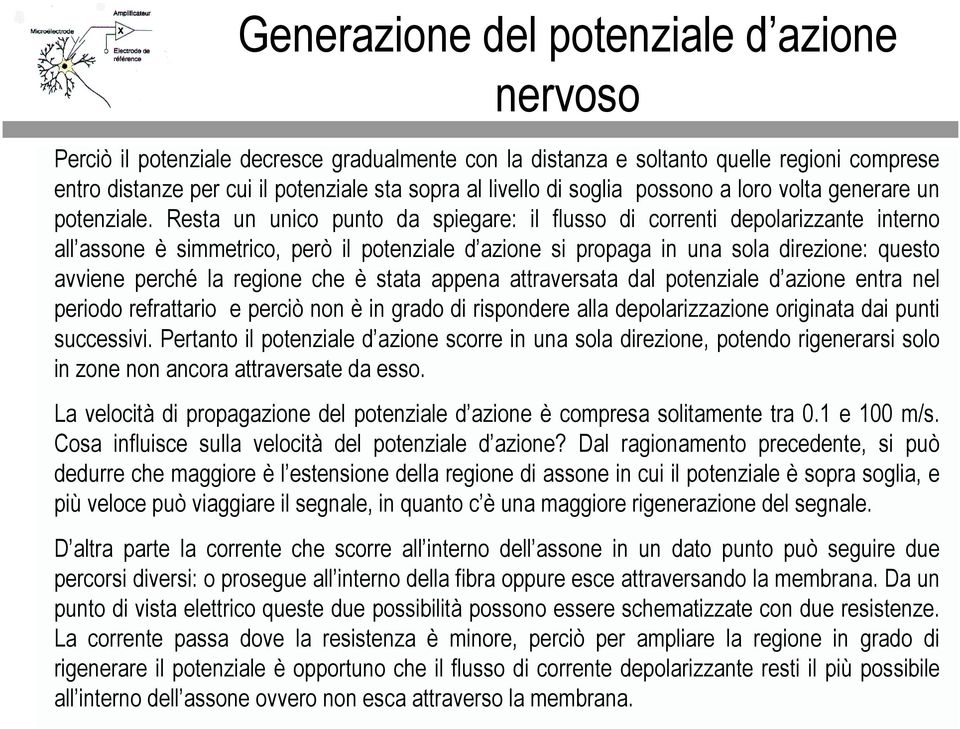 ttrverst dl potenzile d zione entr nel periodo refrttrio e perciò non è in grdo di rispondere ll depolrizzzione origint di punti successivi.