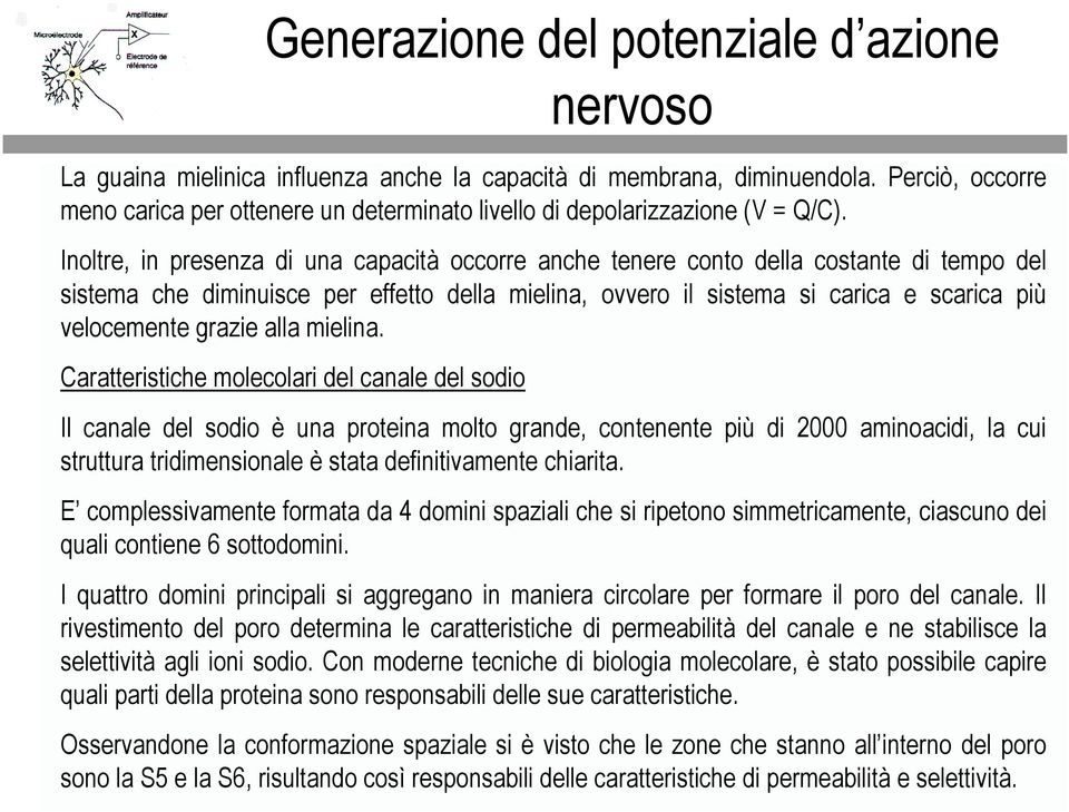 Crtteristiche molecolri del cnle del sodio Il cnle del sodio è un protein molto grnde, contenente più di 2000 minocidi, l cui struttur tridimensionle è stt definitivmente chirit.