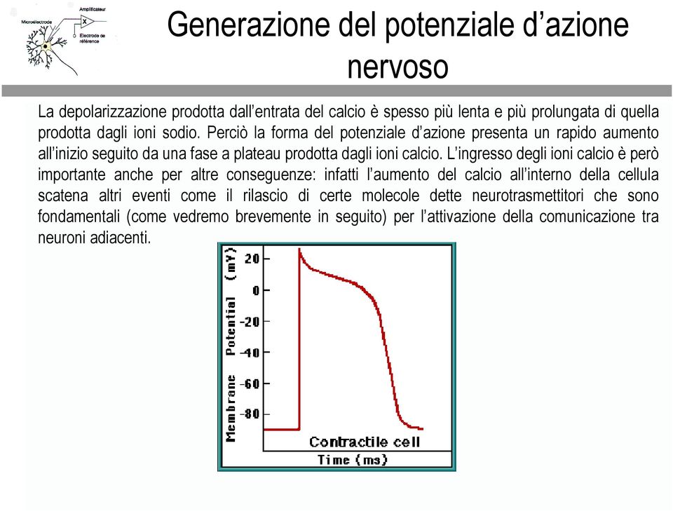 L ingresso degli ioni clcio è però importnte nche per ltre conseguenze: inftti l umento del clcio ll interno dell cellul scten ltri