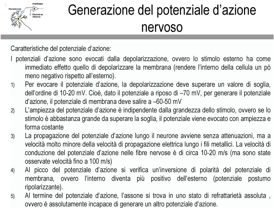 Cioè, dto il potenzile riposo di 70 mv, per generre il potenzile d zione, il potenzile di memrn deve slire 60-50 mv 2) L mpiezz del potenzile d zione è indipendente dll grndezz dello stimolo, ovvero