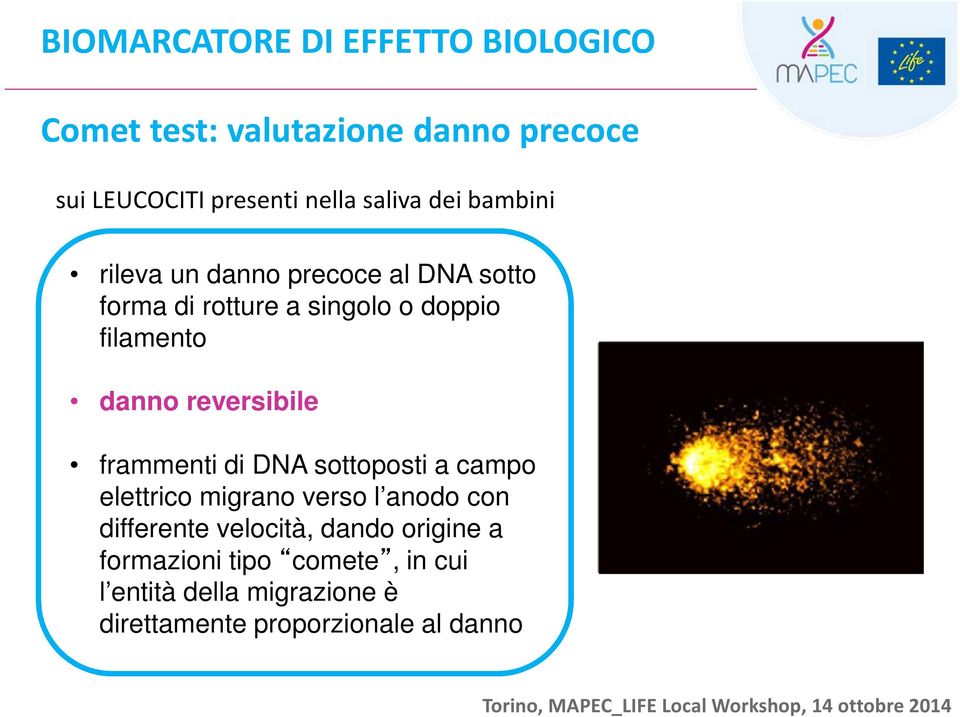 danno reversibile frammenti di DNA sottoposti a campo elettrico migrano verso l anodo con differente