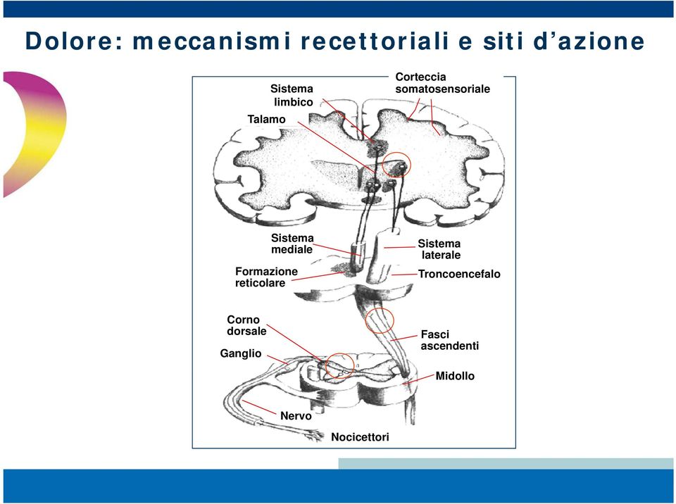 Formazione reticolare Sistema laterale l Troncoencefalo