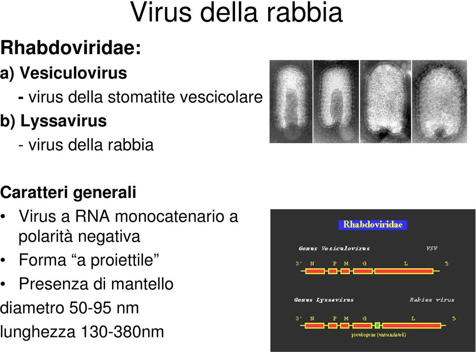 Caratteri generali Virus a RNA monocatenario a polarità negativa
