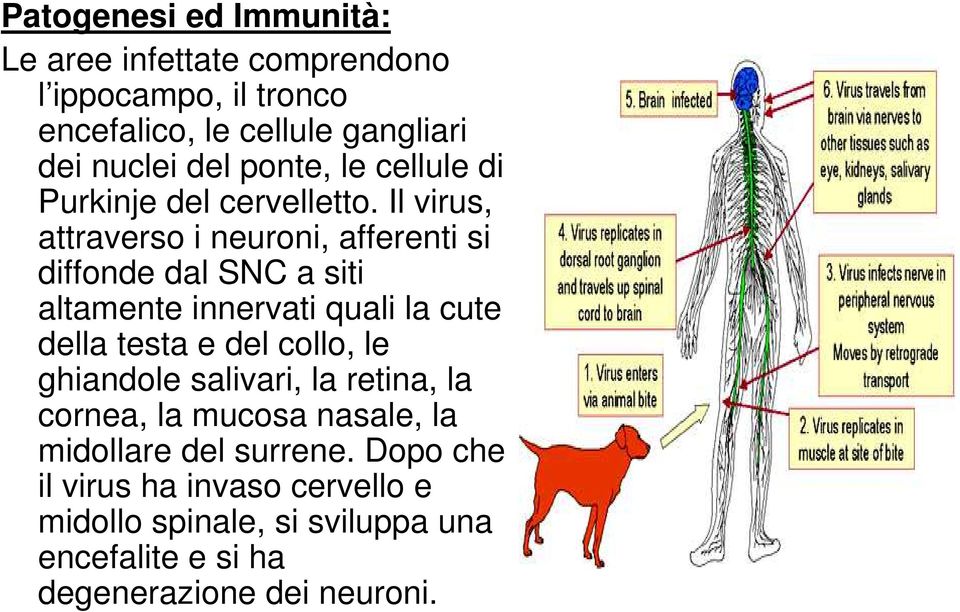 Il virus, attraverso i neuroni, afferenti si diffonde dal SNC a siti altamente innervati quali la cute della testa e del