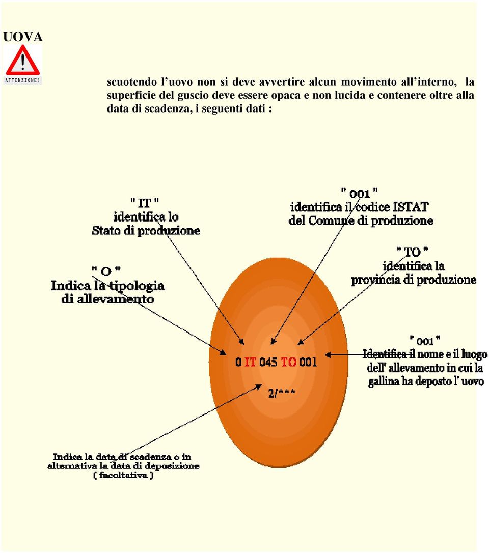 guscio deve essere opaca e non lucida e