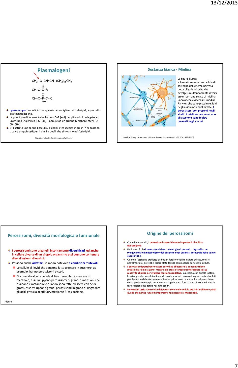 E illustrato una specie base di O alchenil eter species in cui in X si possono troavre gruppi sostituenti simili a quelli che si trovano nei fosfolipidi. http://themedicalbiochemistrypage.org/lipids.