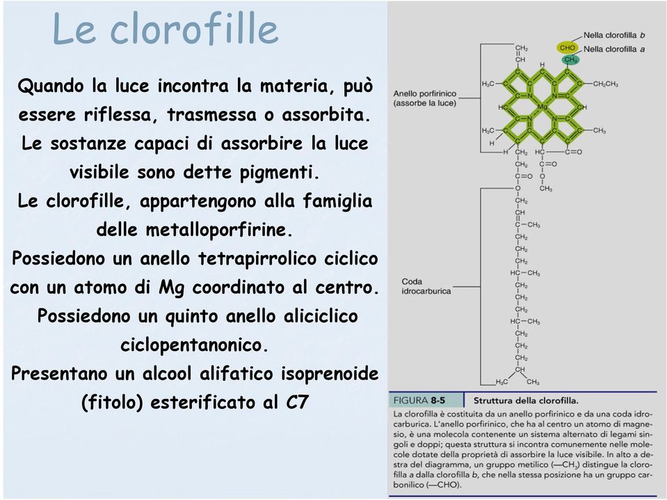 Le clorofille, appartengono alla famiglia delle metalloporfirine.