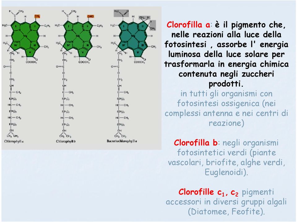 in tutti gli organismi con fotosintesi ossigenica (nei complessi antenna e nei centri di reazione) Clorofilla b: negli