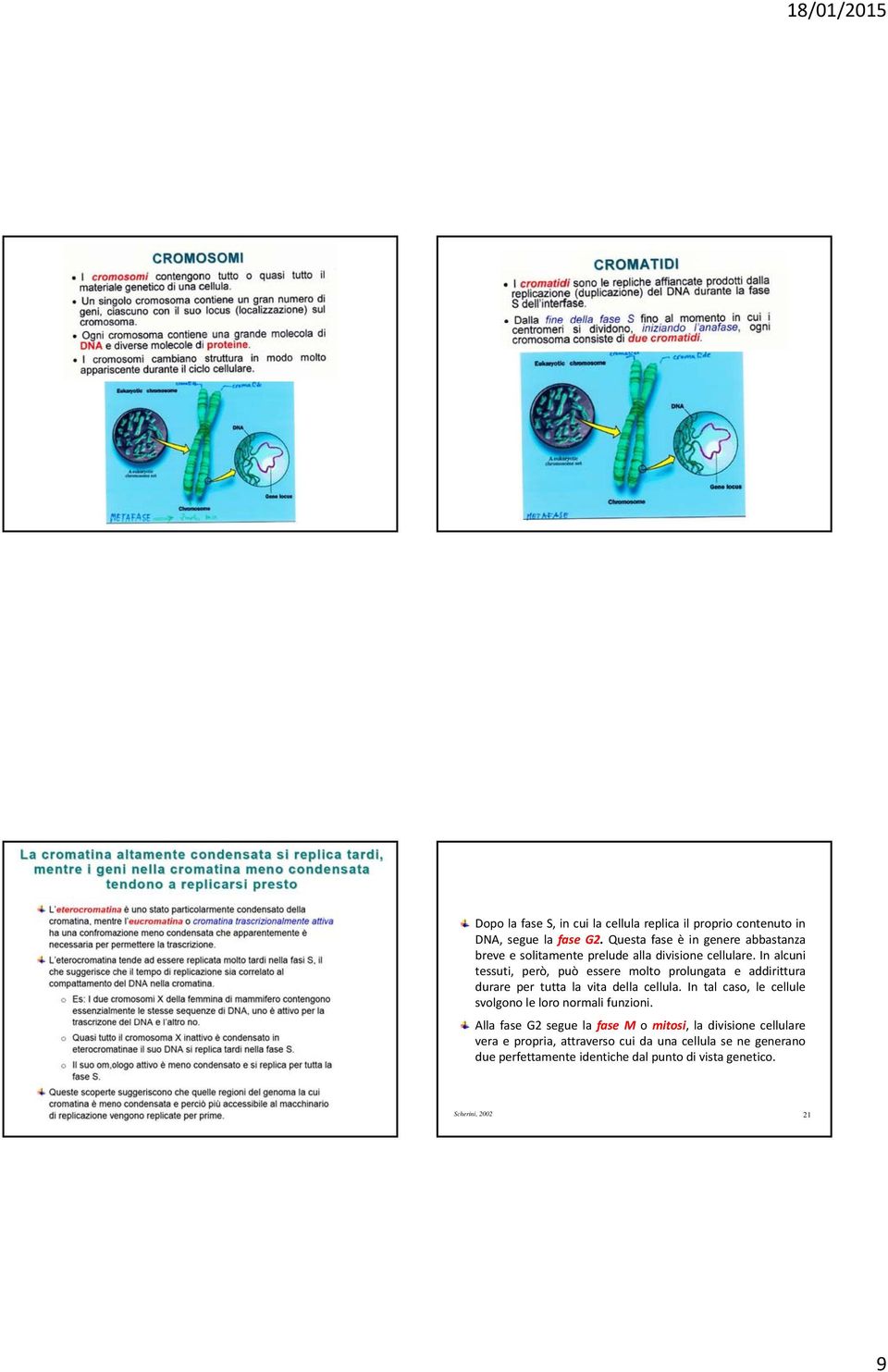 In alcuni tessuti, però, può essere molto prolungata e addirittura durare per tutta la vita della cellula.