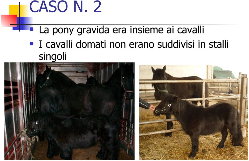 insieme ai cavalli I