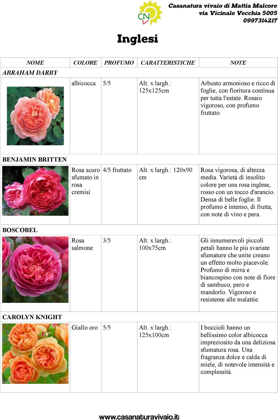 Varietà di insolito colore per una rosa inglese, rosso con un tocco d'arancio. Densa di belle foglie. Il profumo è intenso, di frutta, con note di vino e pera.