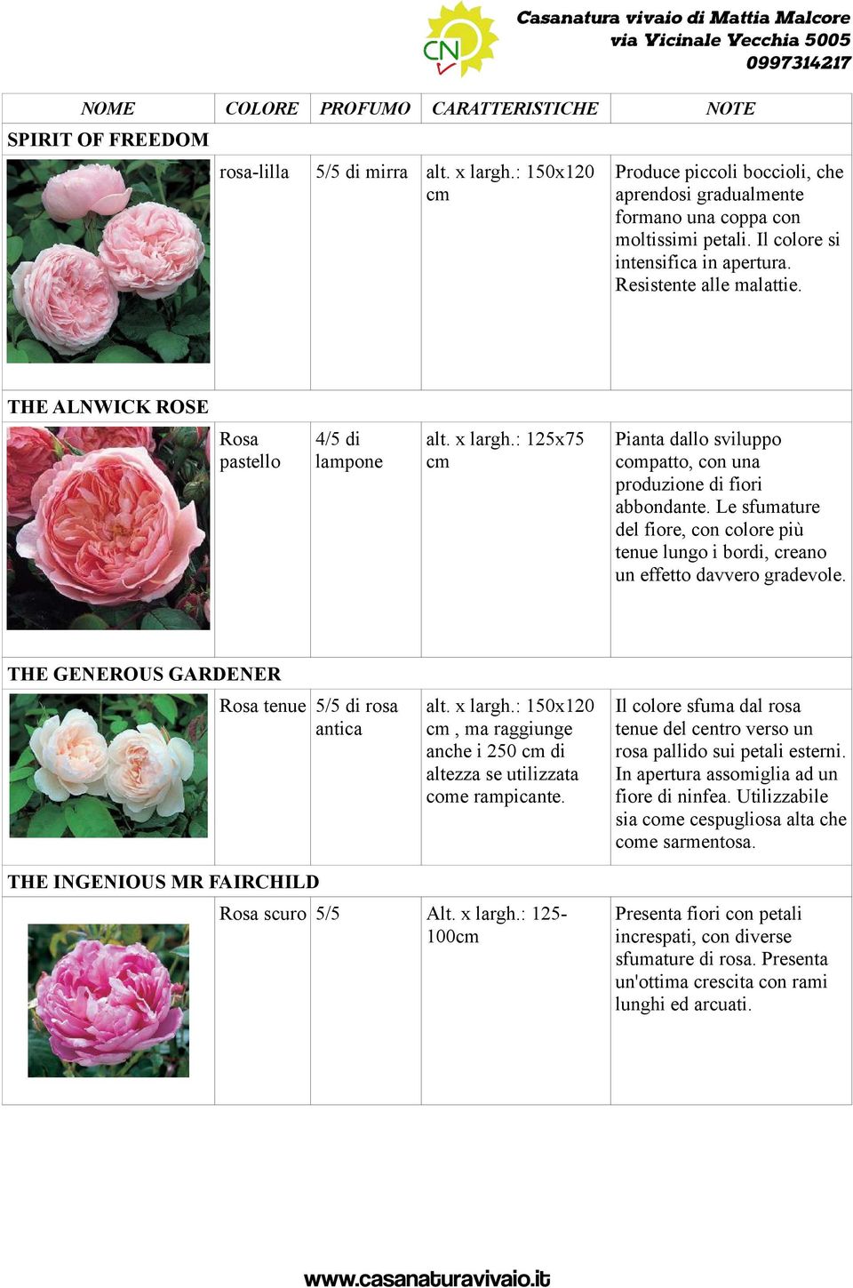 Le sfumature del fiore, con colore più tenue lungo i bordi, creano un effetto davvero gradevole. THE GENEROUS GARDENER tenue 5/5 di rosa antica alt. x largh.