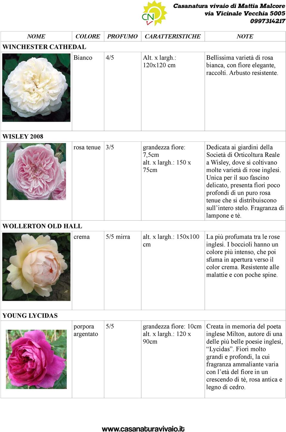 : 150 x 75 crema 5/5 mirra alt. x largh.: 150x100 Dedicata ai giardini della Società di Orticoltura Reale a Wisley, dove si coltivano molte varietà di rose inglesi.