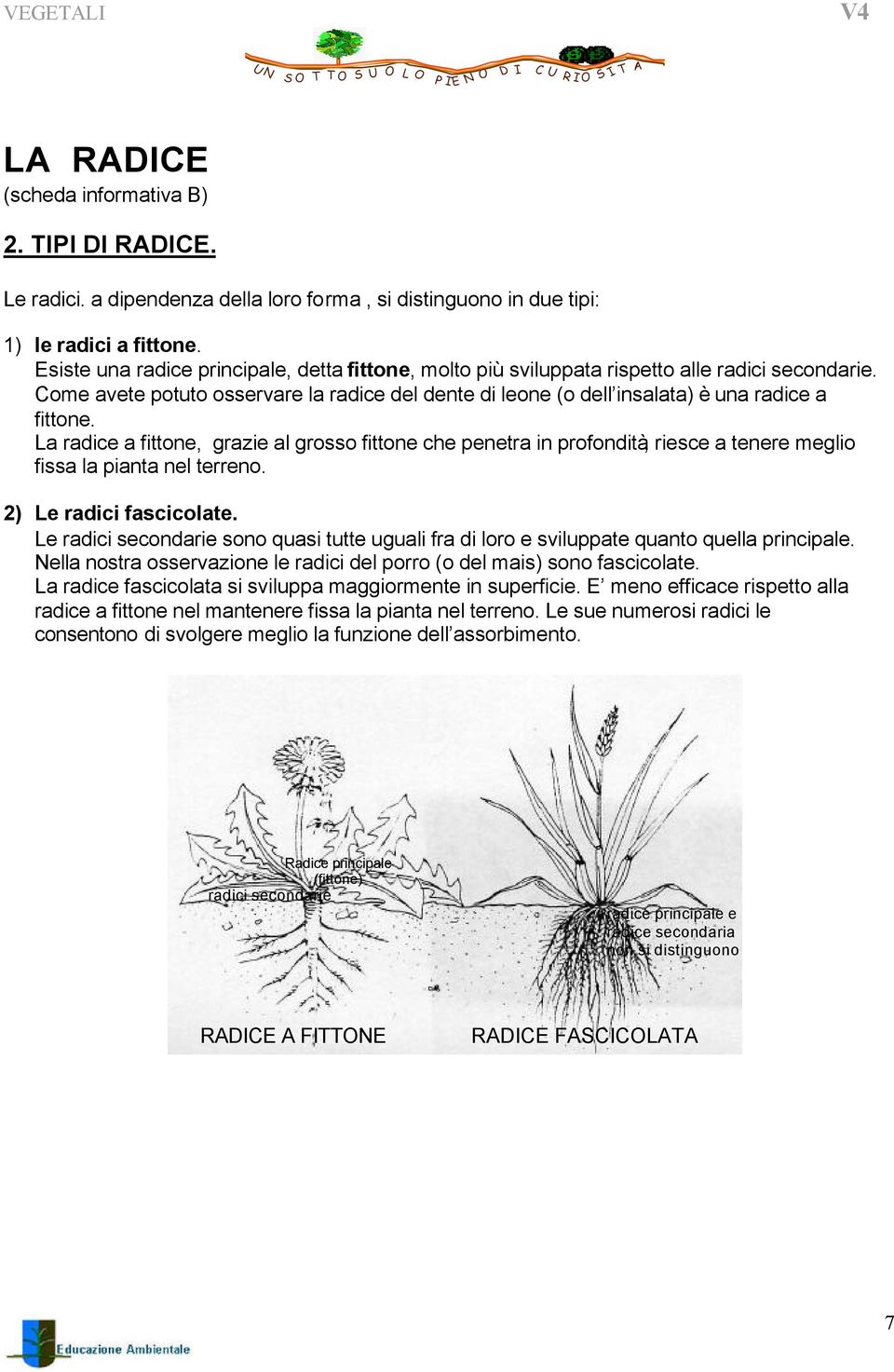 La radice a fittone, grazie al grosso fittone che penetra in profondità, riesce a tenere meglio fissa la pianta nel terreno. 2) Le radici fascicolate.