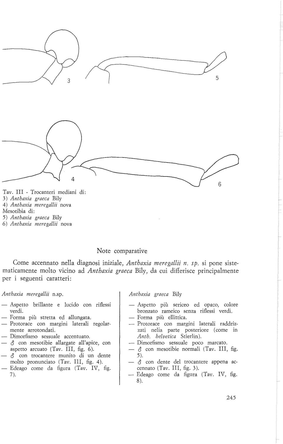 iniziale, Anthaxia meregallii n. sp. si pone sistematicamente molto vicino ad Anthaxia graeca Bily, da cui differisce principalmente per i seguenti caratteri: Anthaxia meregallii n.sp. - Aspetto brillante e lucido con riflessi verdi.