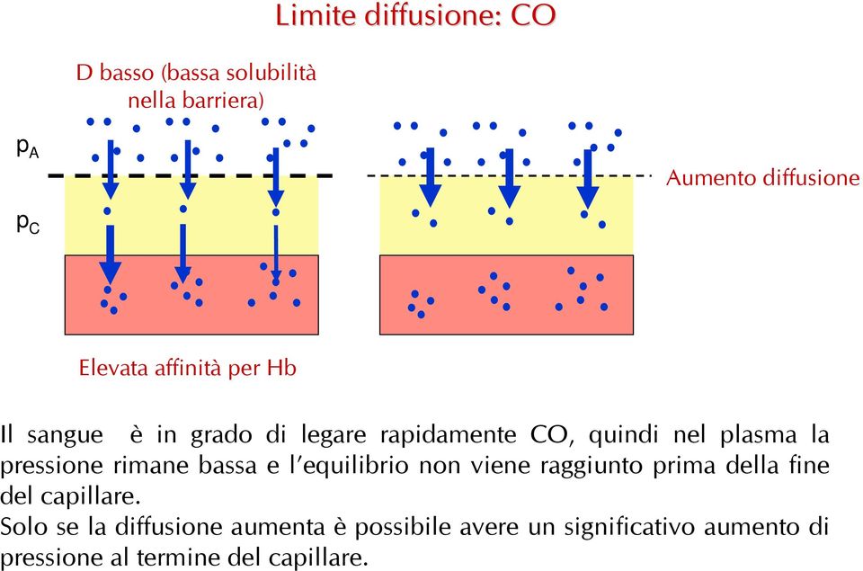 pressione rimane bassa e l equilibrio non viene raggiunto prima della fine del capillare.