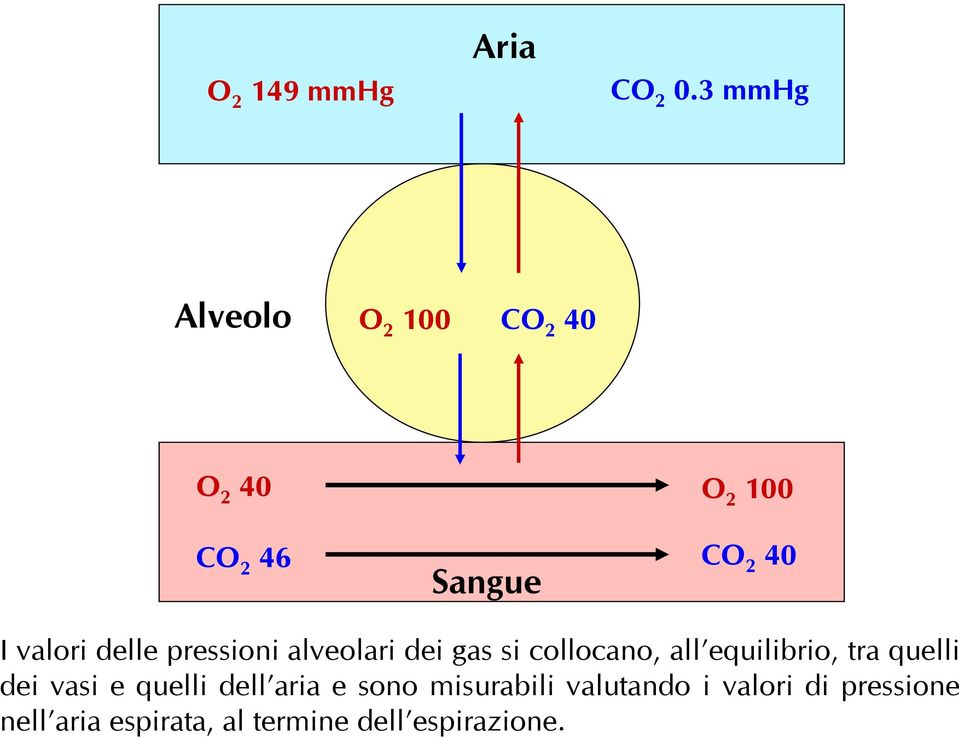 valori delle pressioni alveolari dei gas si collocano, all equilibrio, tra