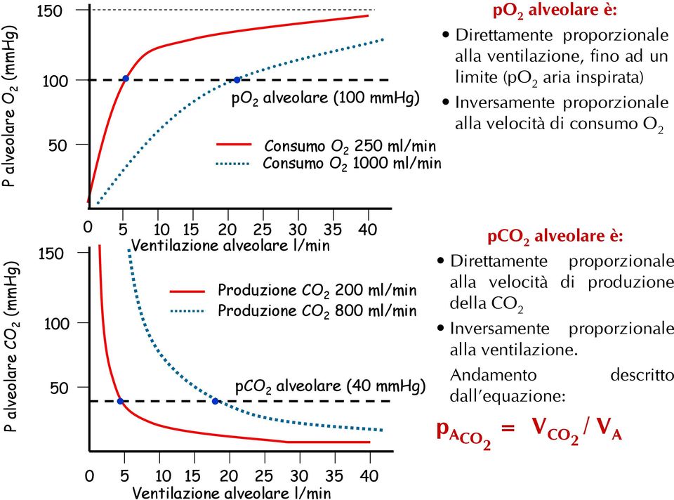 Ventilazione alveolare l/min Produzione CO 2 200 ml/min Produzione CO 2 800 ml/min pco 2 alveolare (40 mmhg) pco 2 alveolare è: Direttamente proporzionale alla velocità