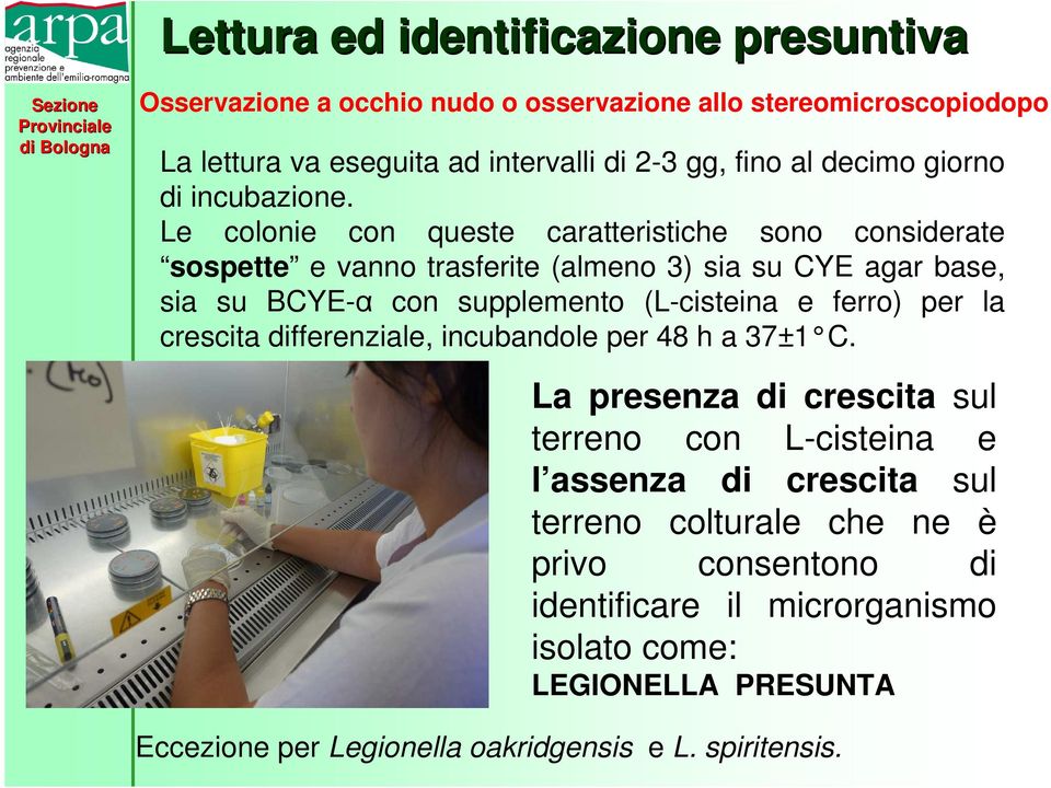 Le colonie con queste caratteristiche sono considerate sospette e vanno trasferite (almeno 3) sia su CYE agar base, sia su BCYE-α con supplemento (L-cisteina e ferro)