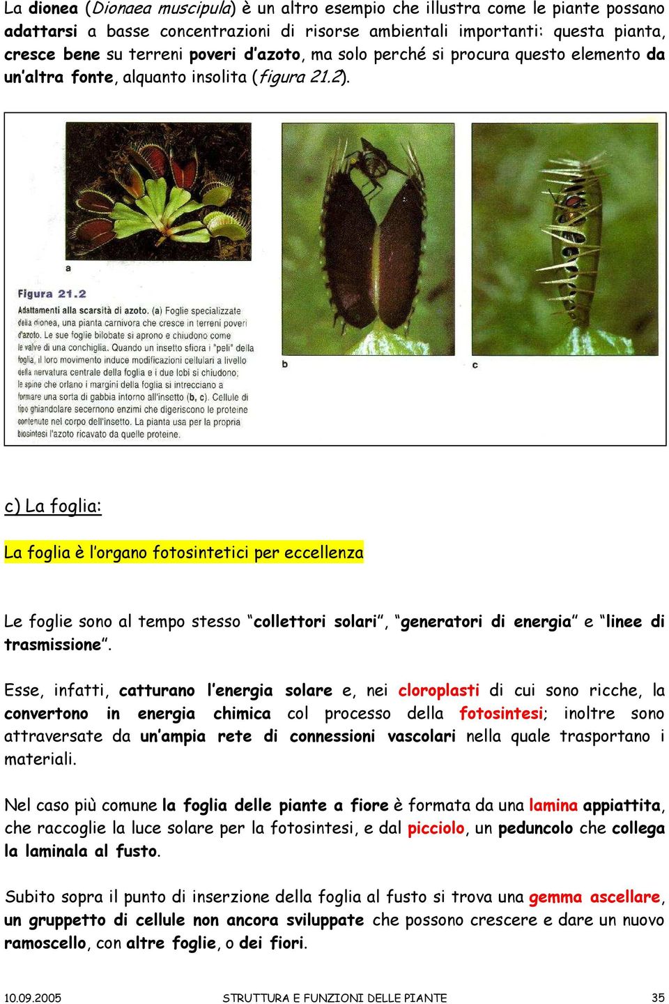 c) La foglia: La foglia è l organo fotosintetici per eccellenza Le foglie sono al tempo stesso collettori solari, generatori di energia e linee di trasmissione.