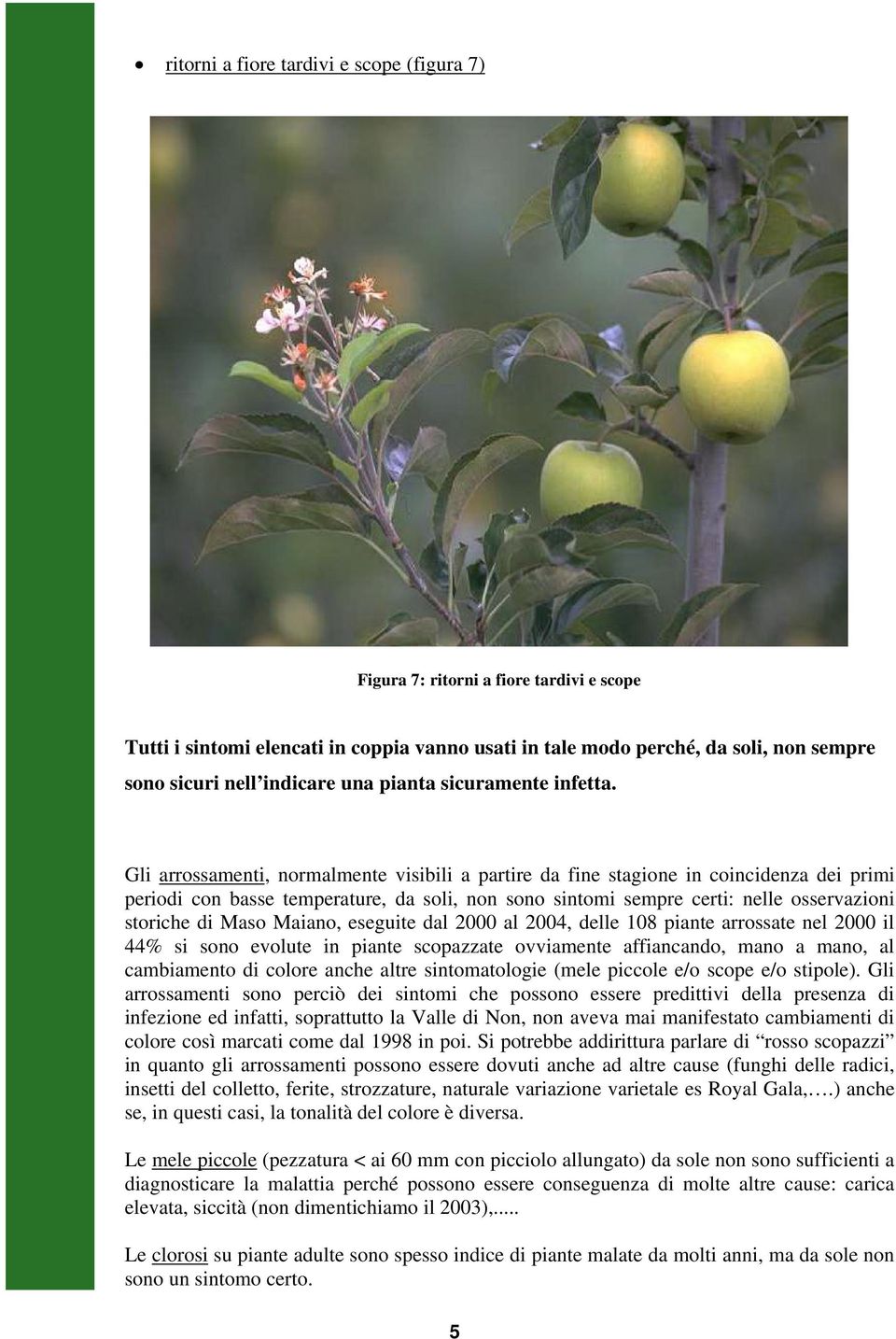 Gli arrossamenti, normalmente visibili a partire da fine stagione in coincidenza dei primi periodi con basse temperature, da soli, non sono sintomi sempre certi: nelle osservazioni storiche di Maso