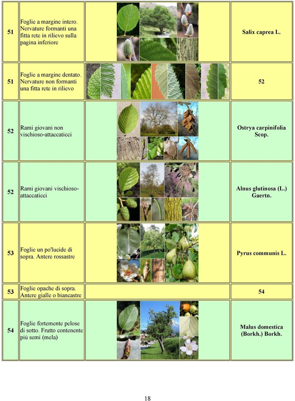 52 Rami giovani vischiosoattaccaticci Alnus glutinosa (L.) Gaertn. 53 Foglie un po'lucide di sopra. Antere rossastre Pyrus communis L.