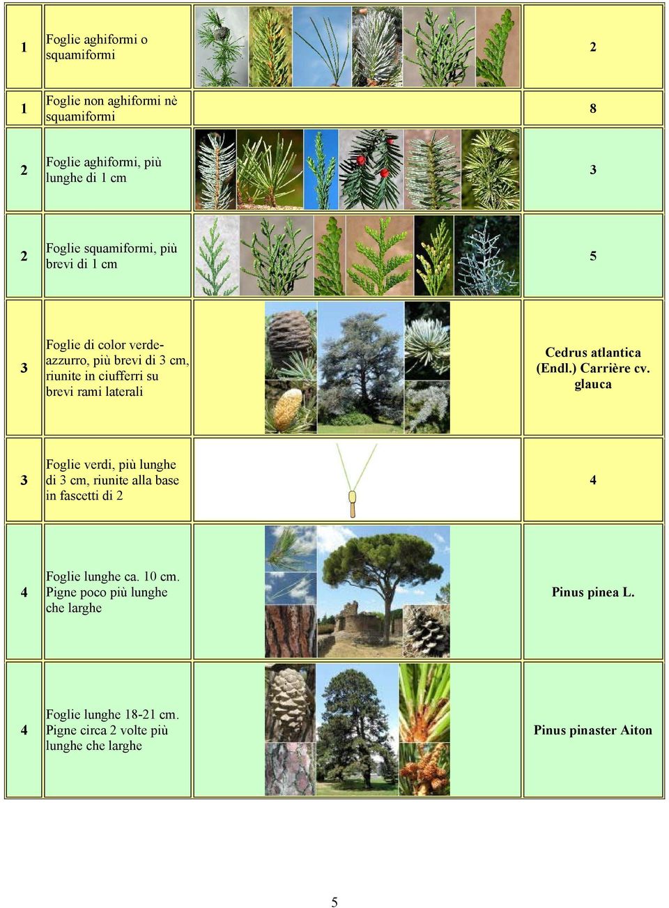 Cedrus atlantica (Endl.) Carrière cv.