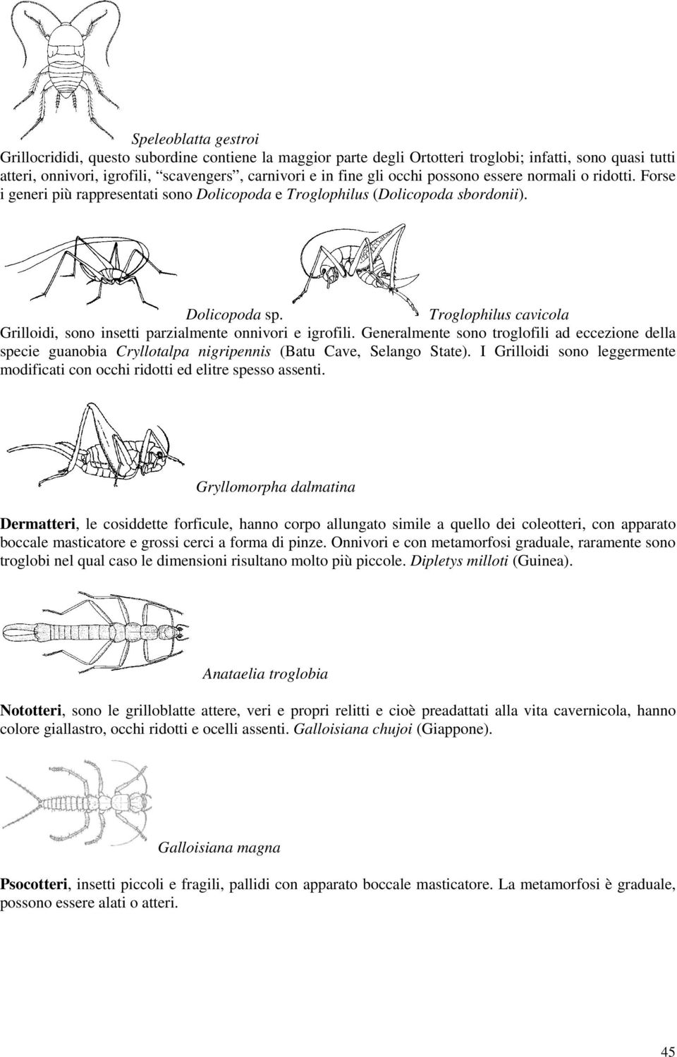 Troglophilus cavicola Grilloidi, sono insetti parzialmente onnivori e igrofili. Generalmente sono troglofili ad eccezione della specie guanobia Cryllotalpa nigripennis (Batu Cave, Selango State).