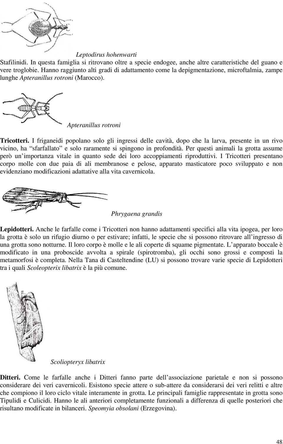 I friganeidi popolano solo gli ingressi delle cavità, dopo che la larva, presente in un rivo vicino, ha sfarfallato e solo raramente si spingono in profondità.