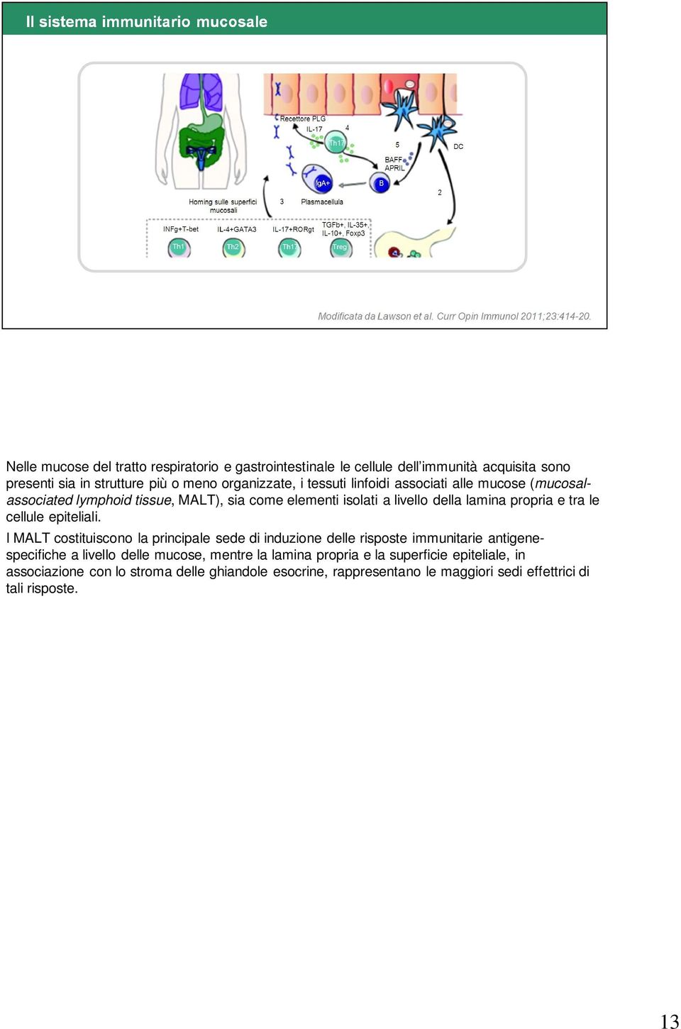 cellule epiteliali.