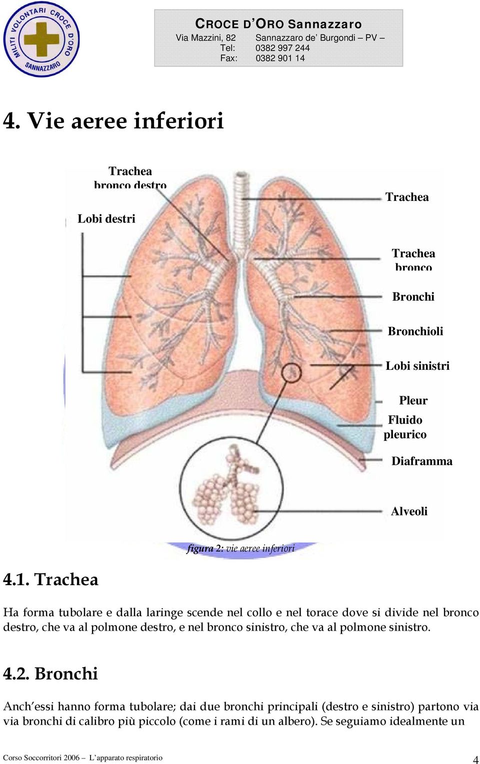 Trachea Ha forma tubolare e dalla laringe scende nel collo e nel torace dove si divide nel bronco destro, che va al polmone destro, e nel
