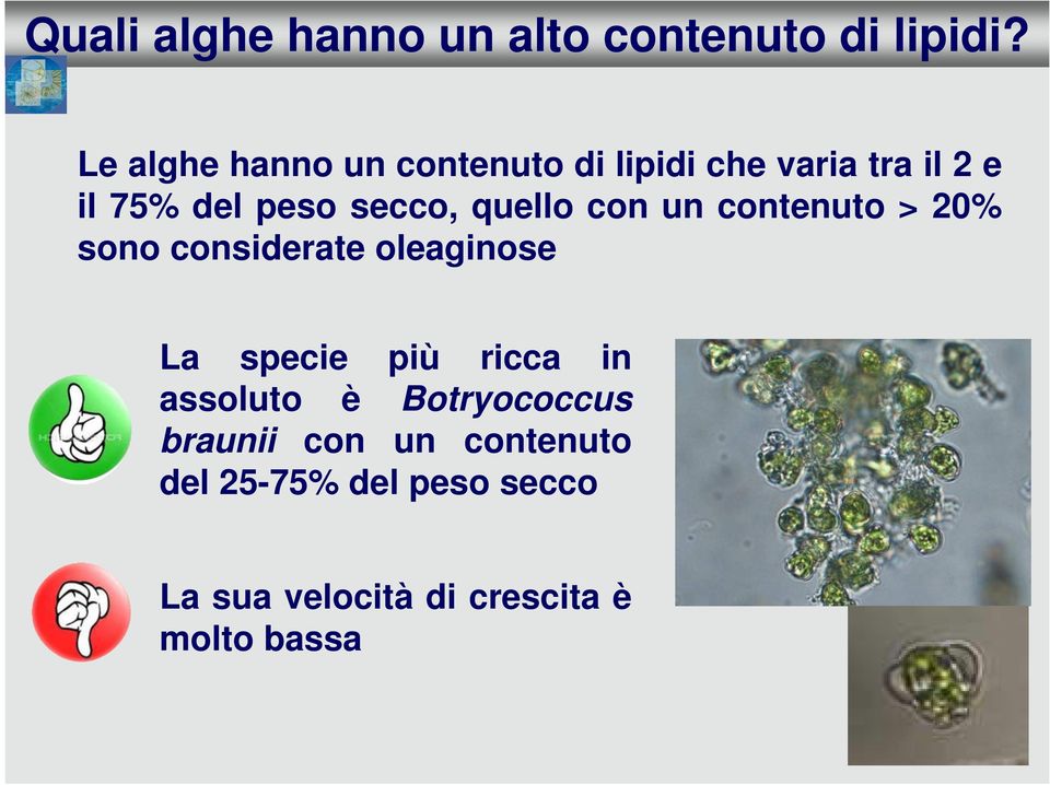 quello con un contenuto > 20% sono considerate oleaginose La specie più ricca in