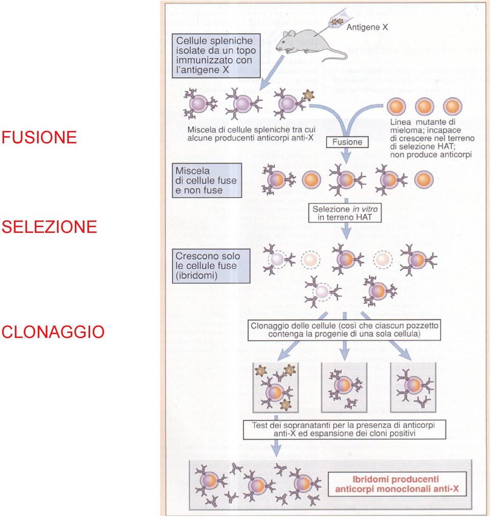 CLONAGGIO