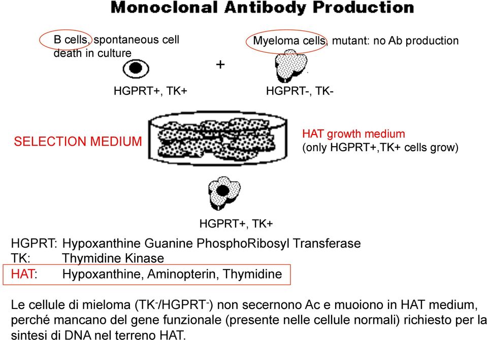 Thymidine Kinase HAT: Hypoxanthine, Aminopterin, Thymidine Le cellule di mieloma (TK - /HGPRT - ) non secernono Ac e muoiono