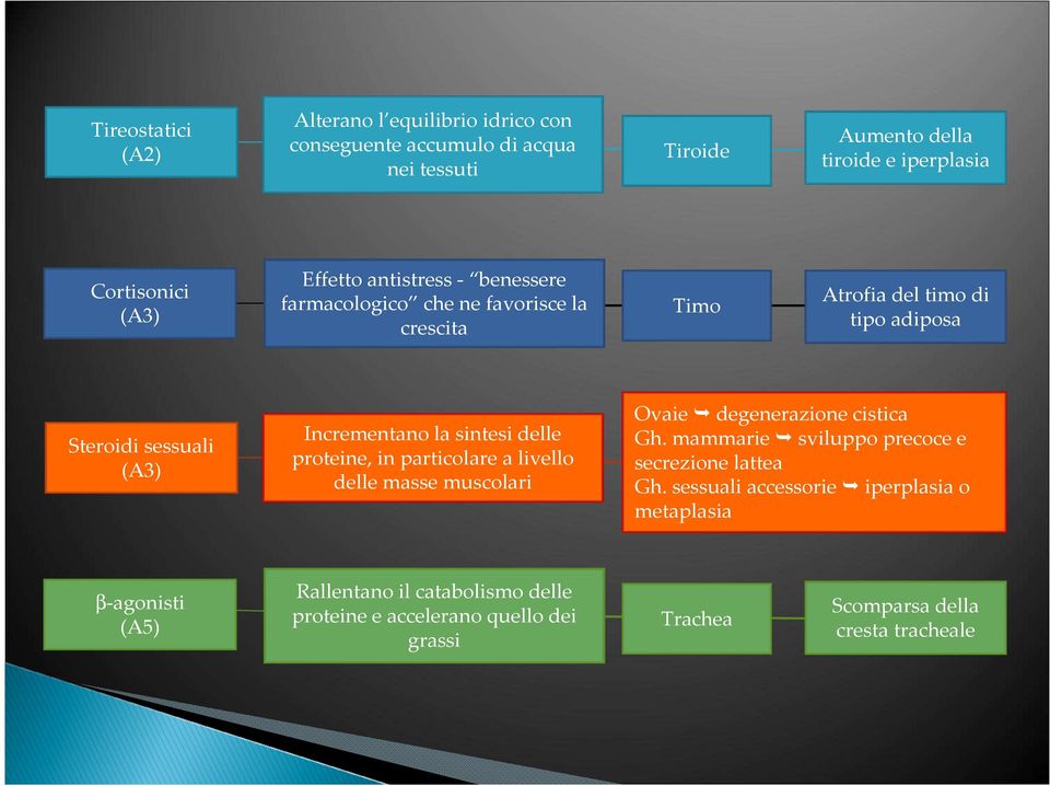 sintesi delle proteine, in particolare a livello delle masse muscolari Ovaie degenerazione cistica Gh. mammarie sviluppo precoce e secrezione lattea Gh.