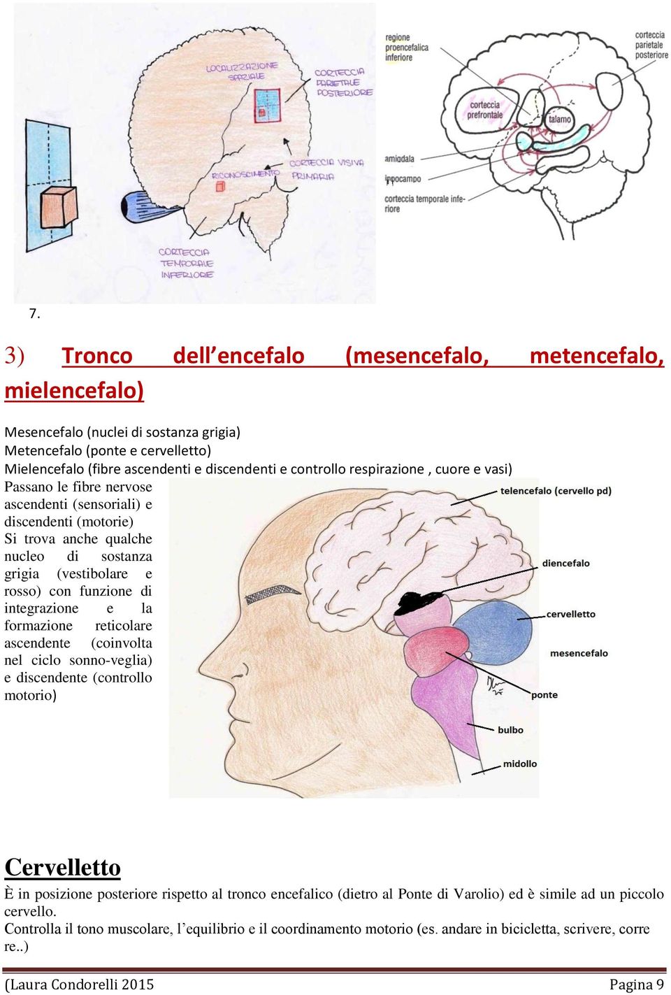 integrazione e la formazione reticolare ascendente (coinvolta nel ciclo sonno-veglia) e discendente (controllo motorio) Cervelletto È in posizione posteriore rispetto al tronco encefalico (dietro